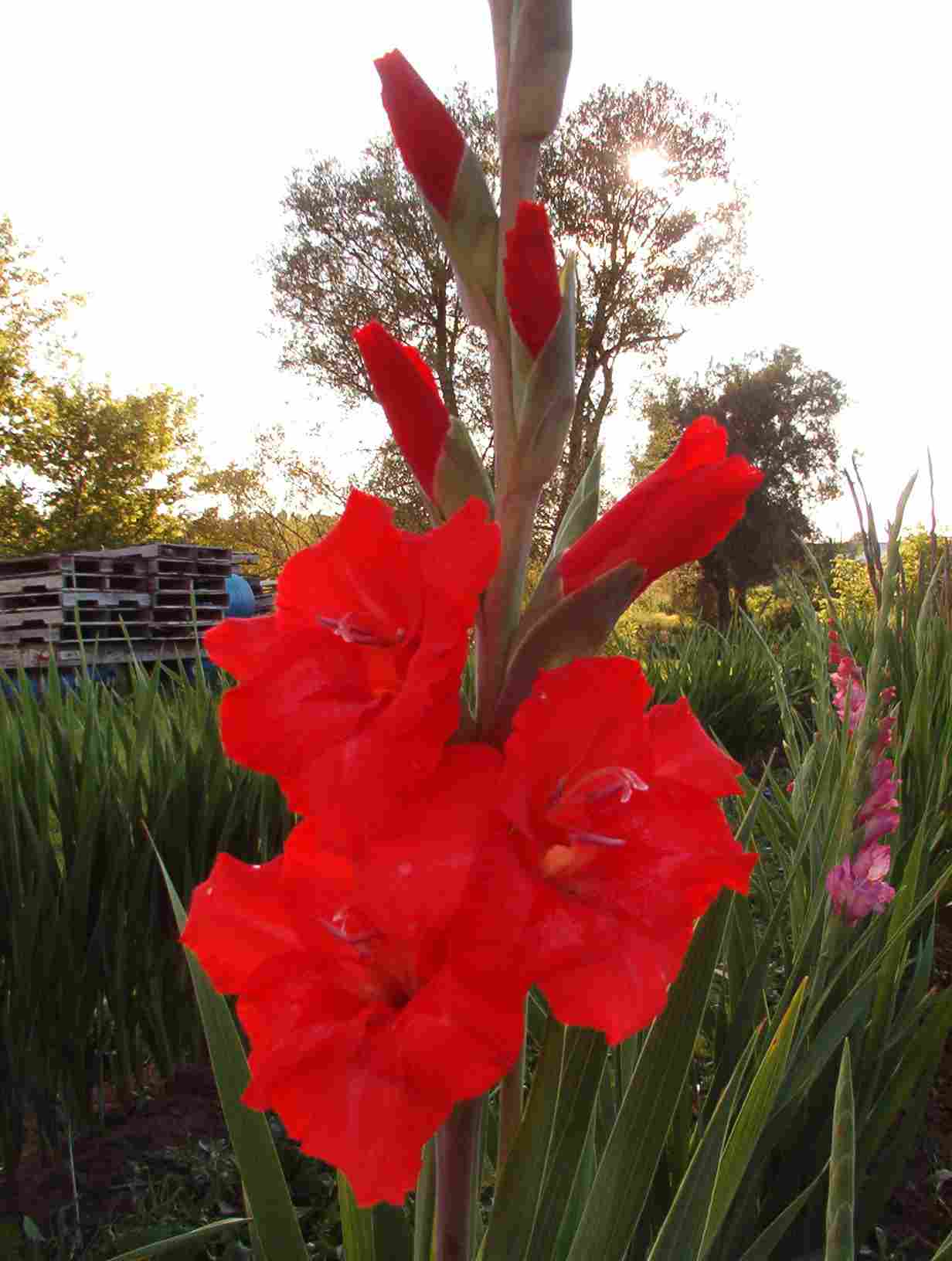 Deepest Red